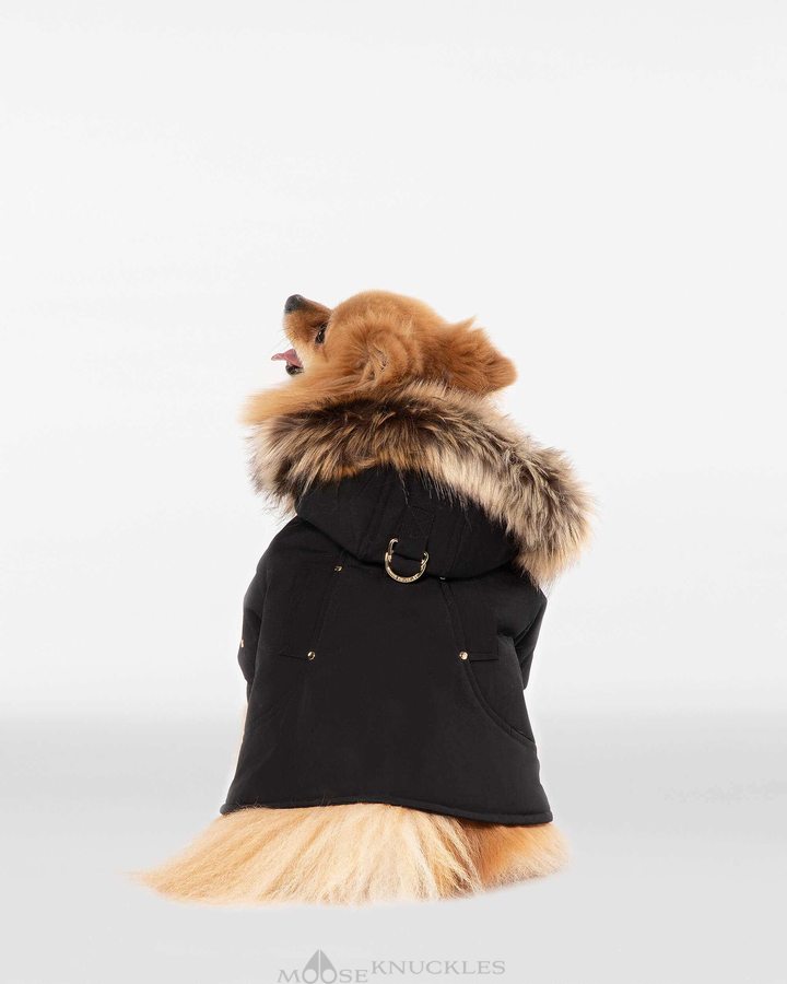 Moose Knuckles Pooch Parka Pet Dames Zwart Goud | QMG218379