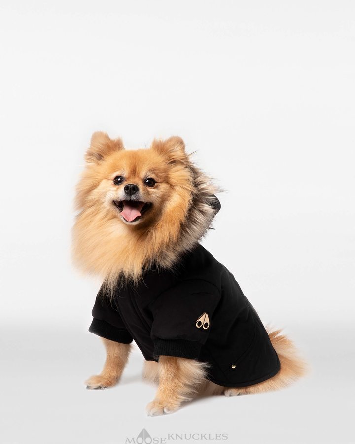 Moose Knuckles Pooch Parka Pet Dames Zwart Goud | QMG218379