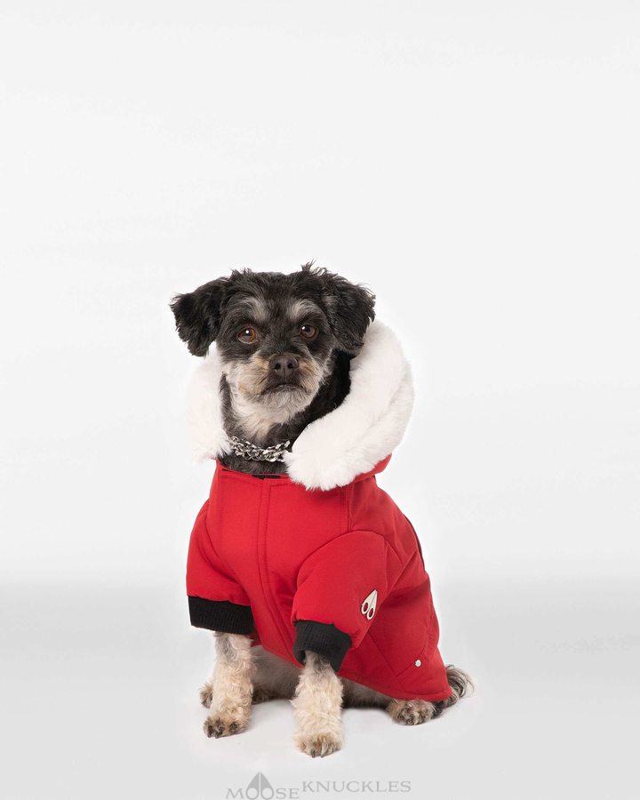 Moose Knuckles Pooch Parka Pet Heren Dieprood Wit | WZU839457