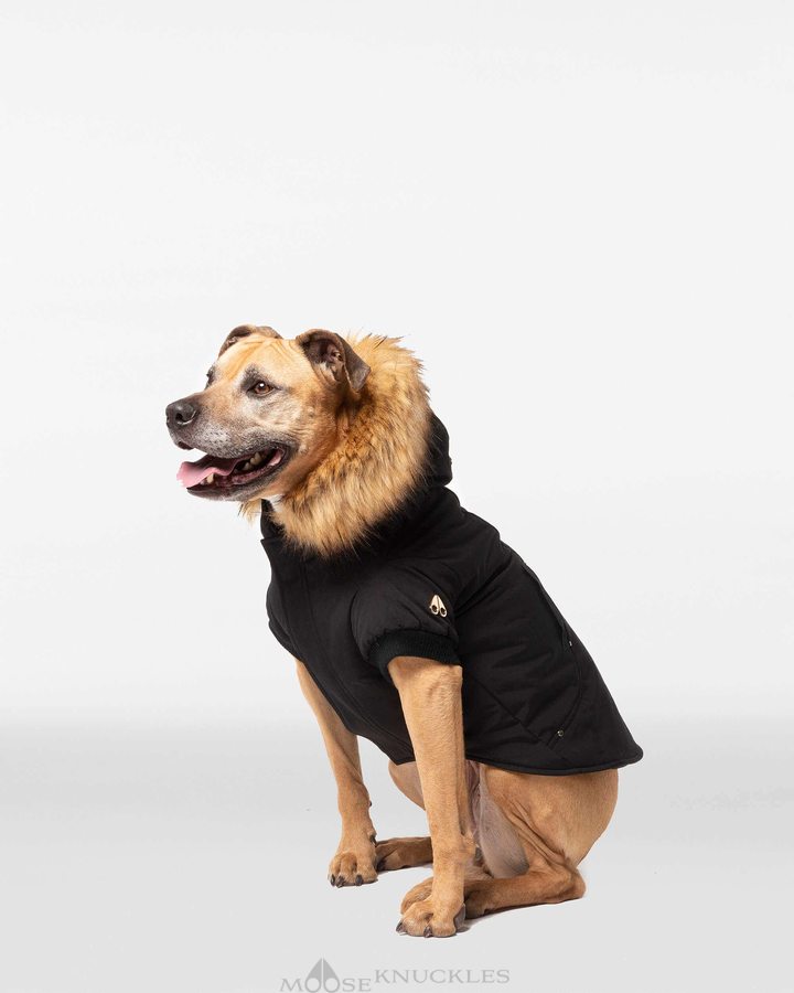 Moose Knuckles Pooch Parka Pet Heren Zwart Goud | ZCM982604